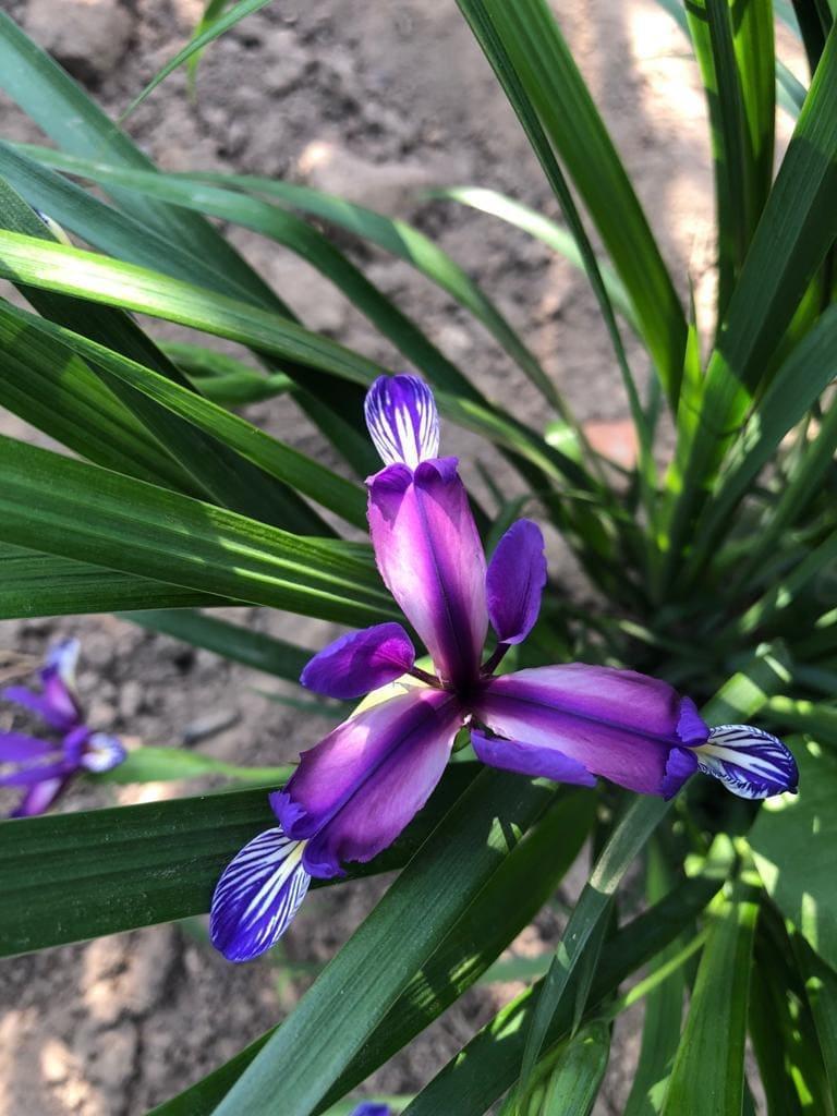 iris-zlakolistnyj1.jpg