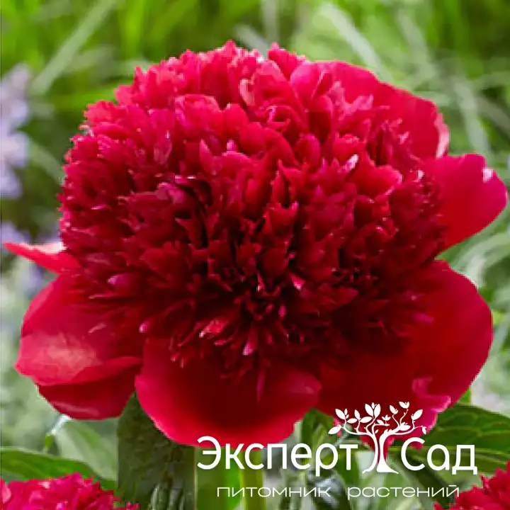 red_grace_2