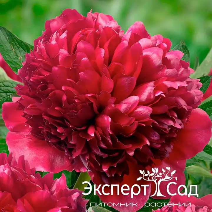 red_grace_3