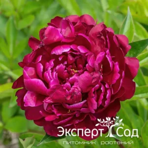 Пион Тёрнер (Turner)