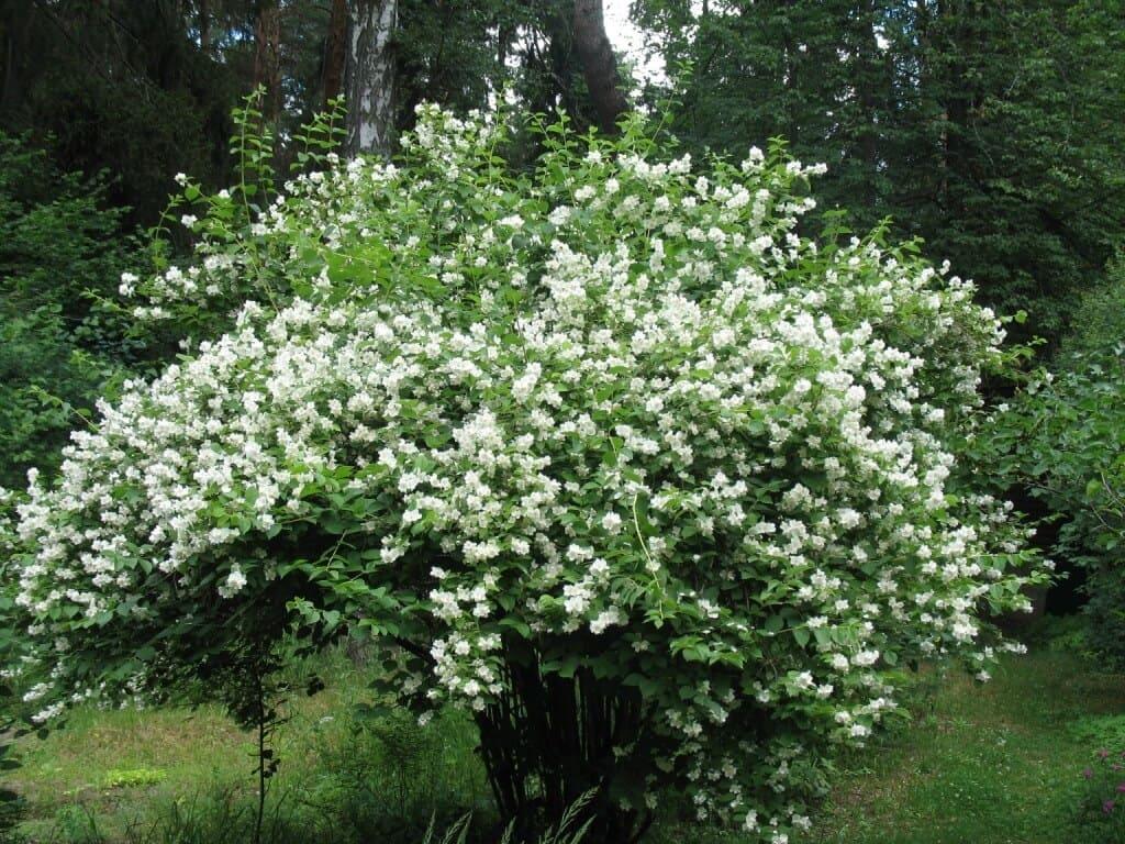 zhasmin-sadovyj-philad-lphus1.jpg