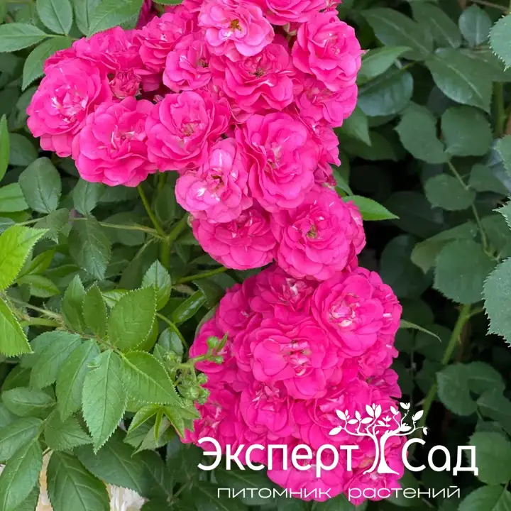 Динки
