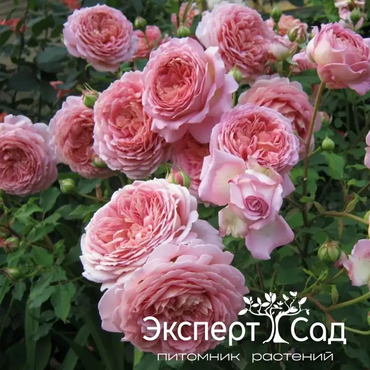 Джубили Селебрейшн2