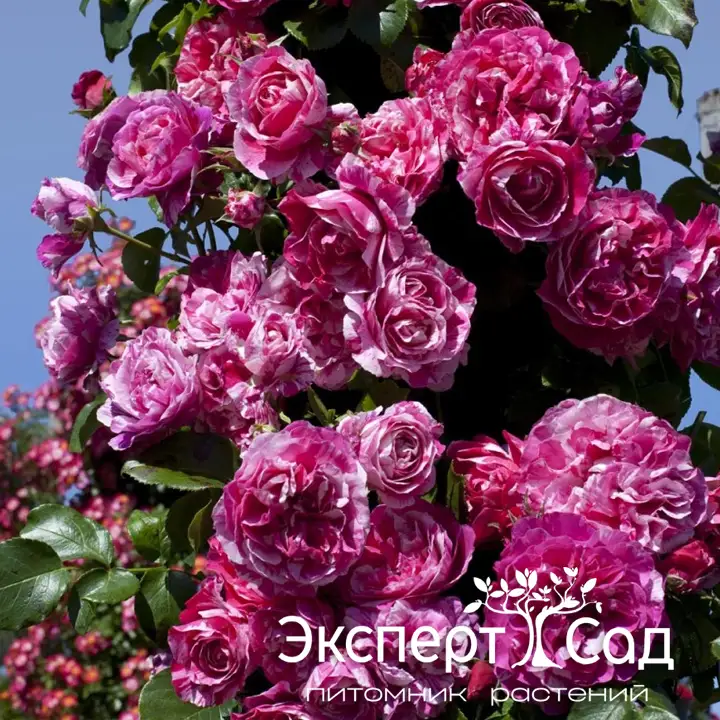 Инес Састре 2