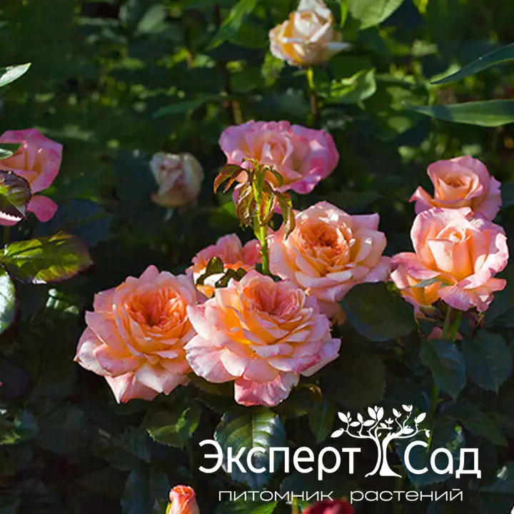 самаритан