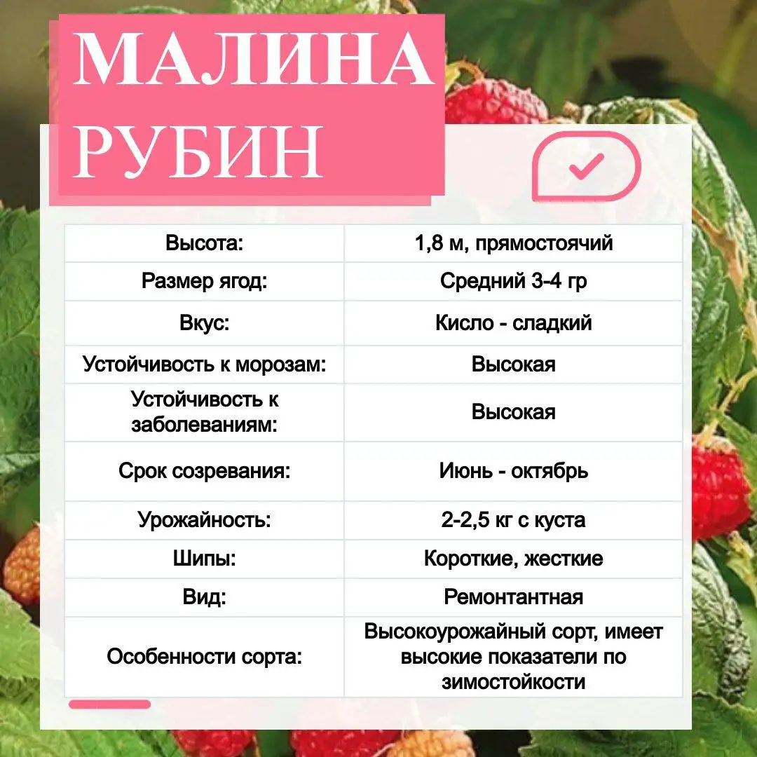 rubin