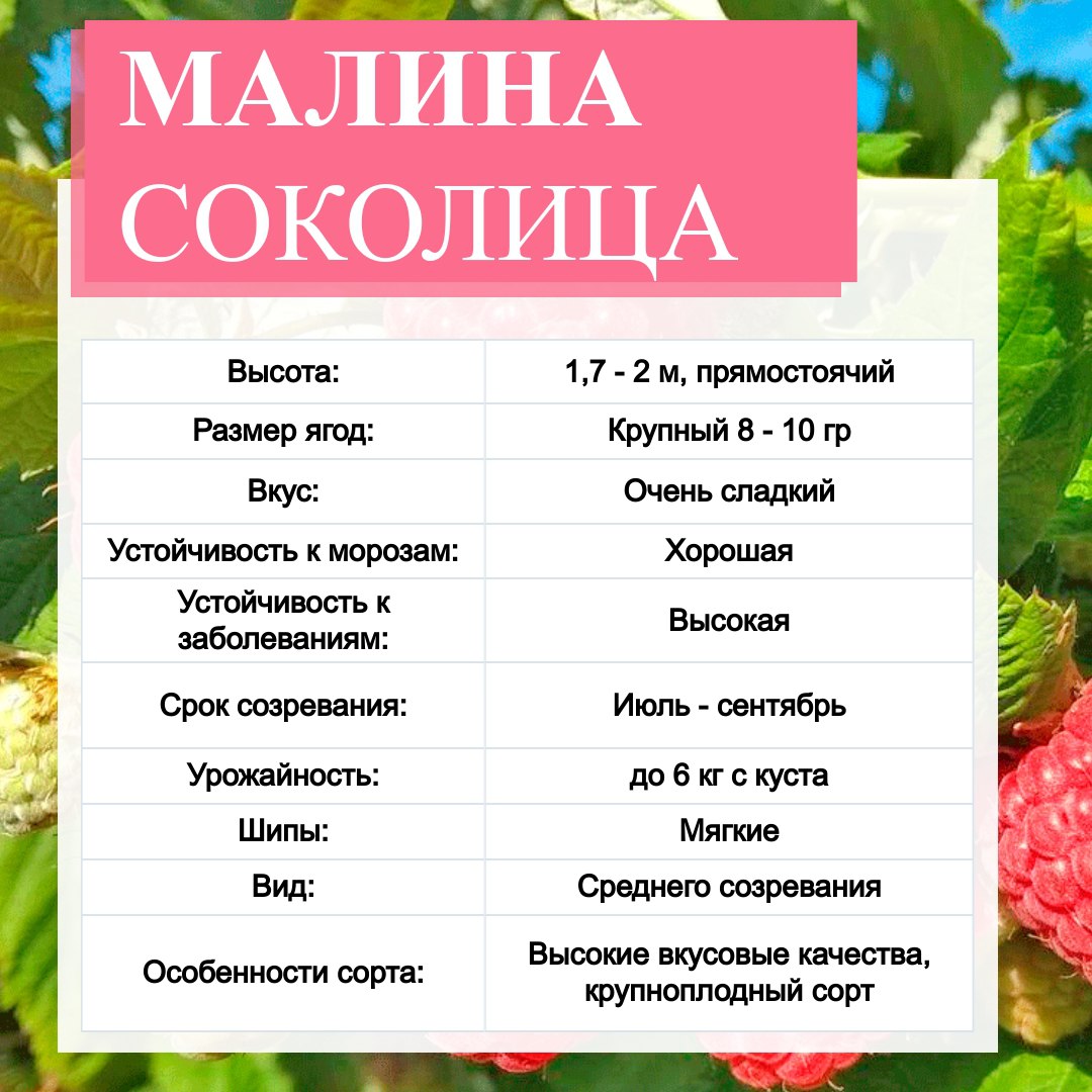 sokolita