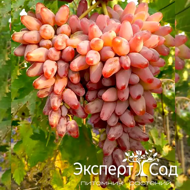 виноград оригинал