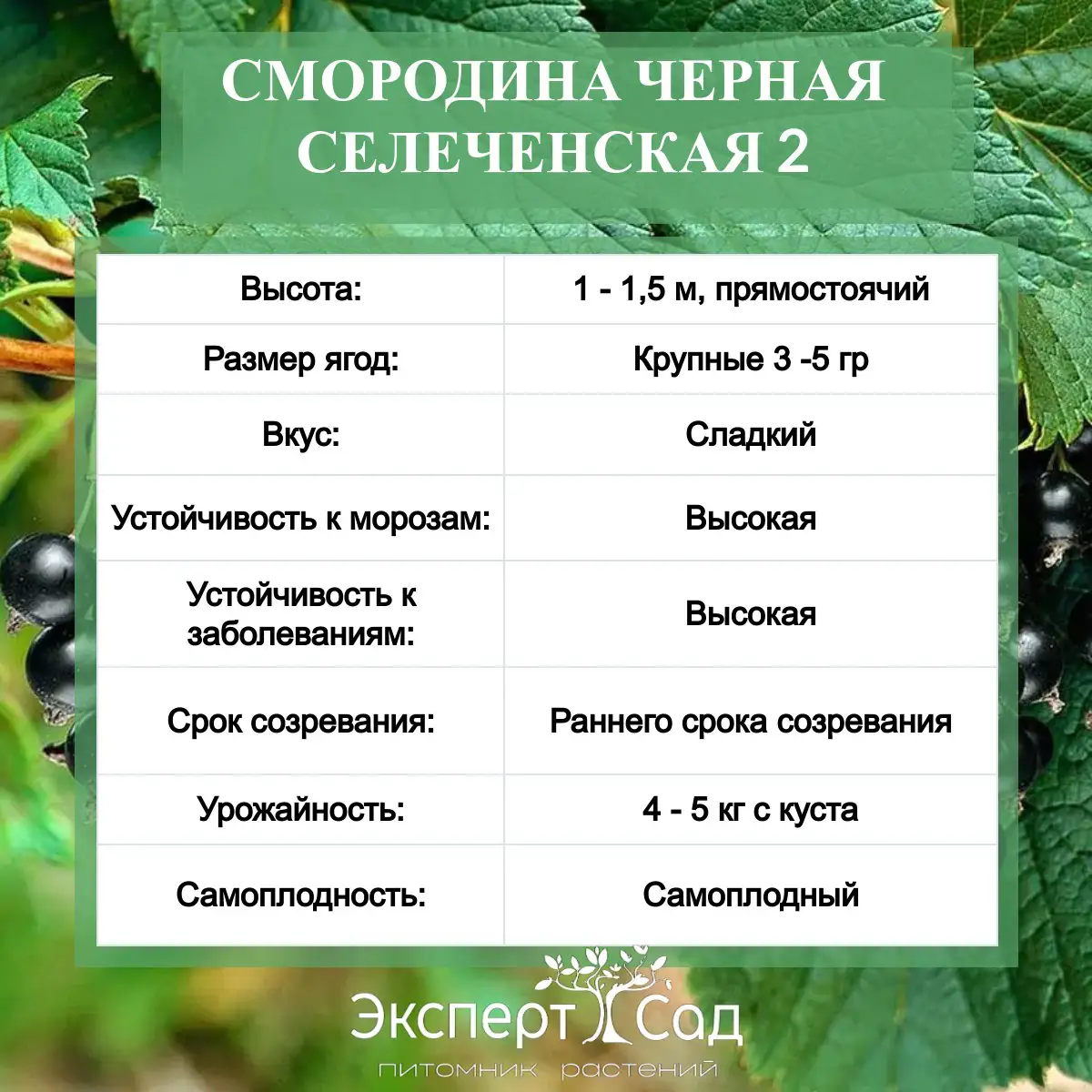 smorodina ciornaia selecinskaia