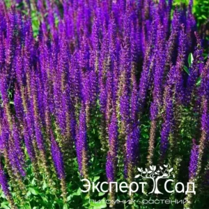 Сальвия (шалфей) 'Карадонна' (Salvia nemorosa 'Caradonna')